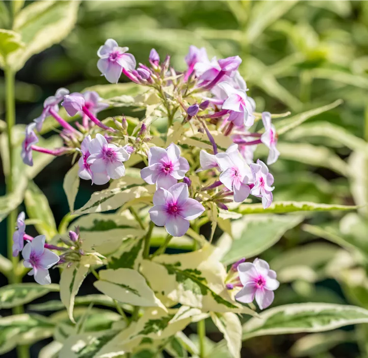 Hohe Garten-Flammenblume 'Nora Leigh'