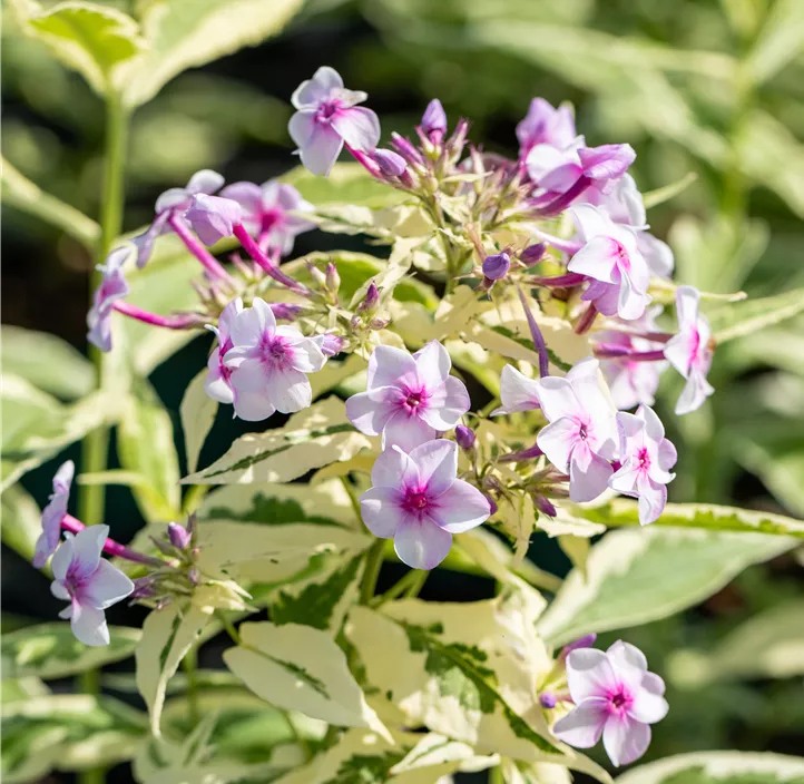 Hohe Garten-Flammenblume 'Nora Leigh'