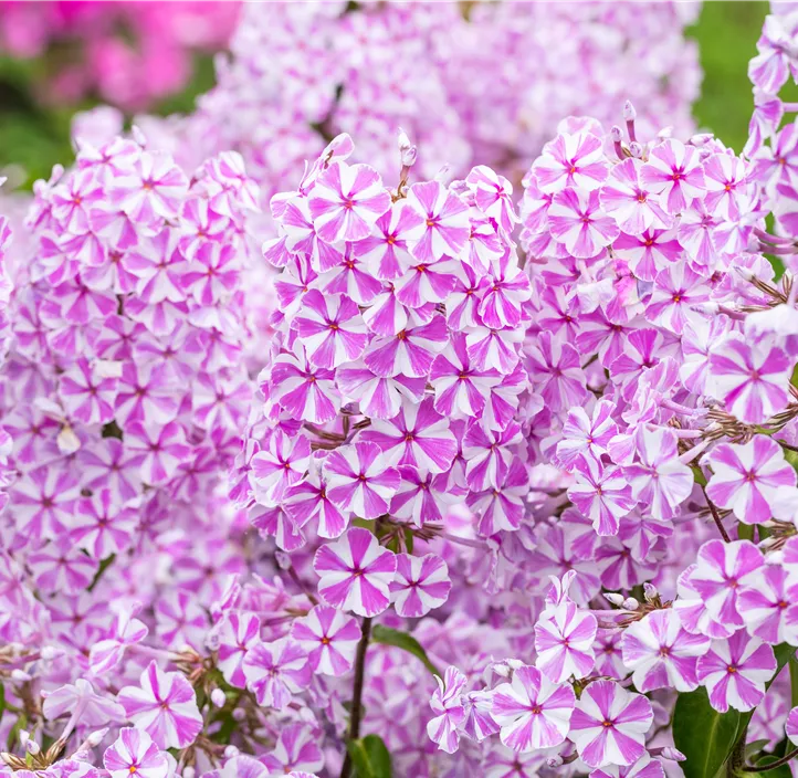 Wiesen-Flammenblume 'Natascha'