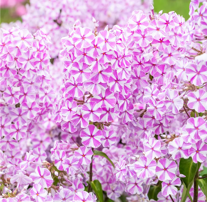 Wiesen-Flammenblume 'Natascha'