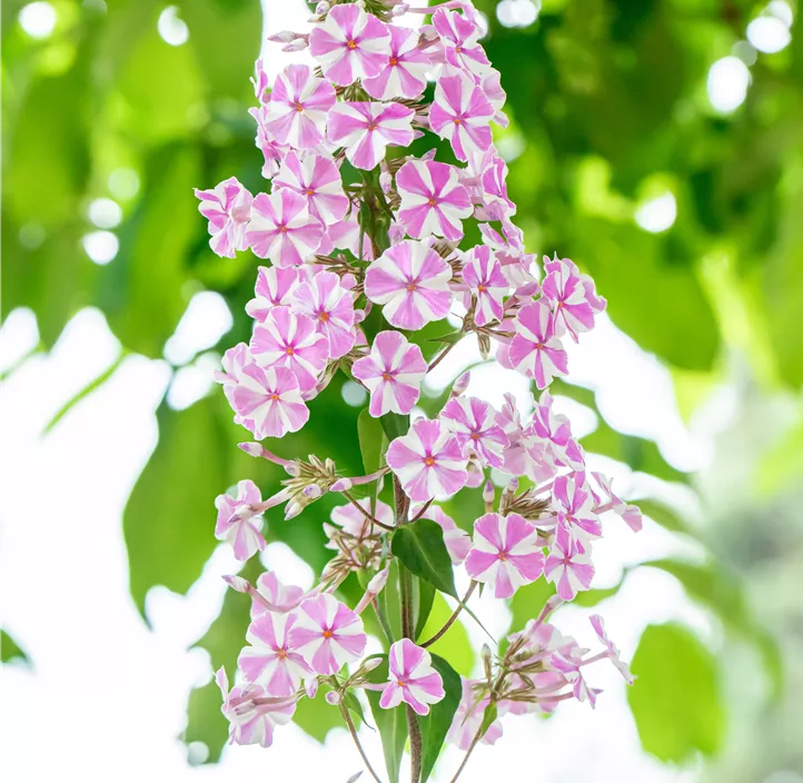 Wiesen-Flammenblume 'Natascha'