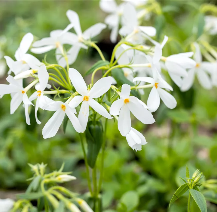 Garten-Ausläufer-Flammenblume 'Ariane'