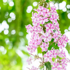Phlox maculata Natascha
