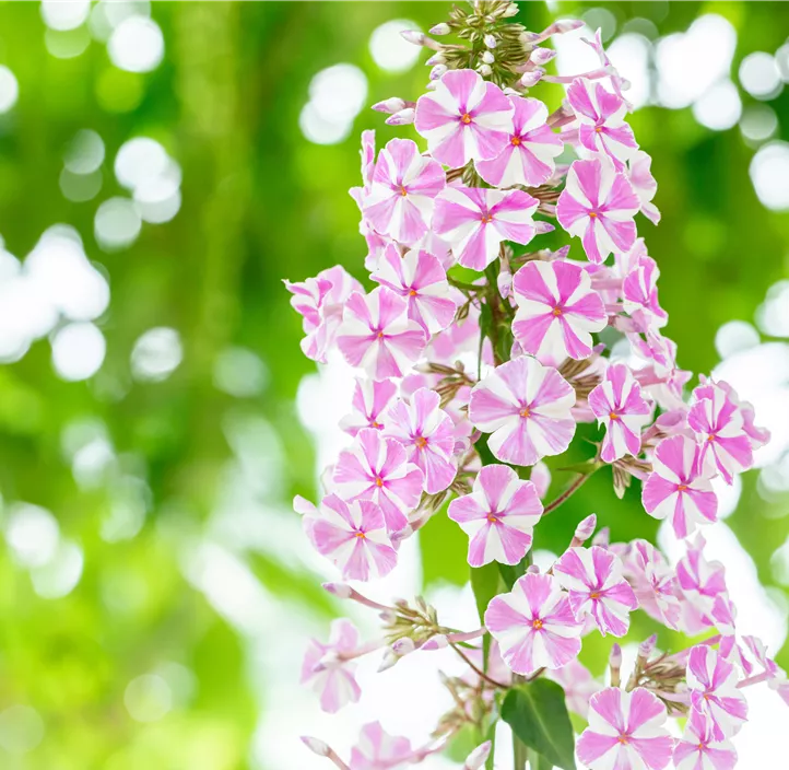 Wiesen-Flammenblume 'Natascha'