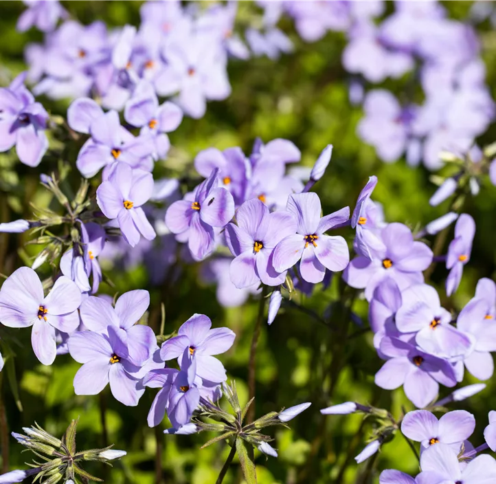Wander-Phlox 'Blue Ridge'