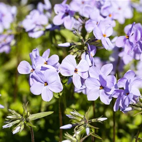 Phlox stolonifera Blue Ridge