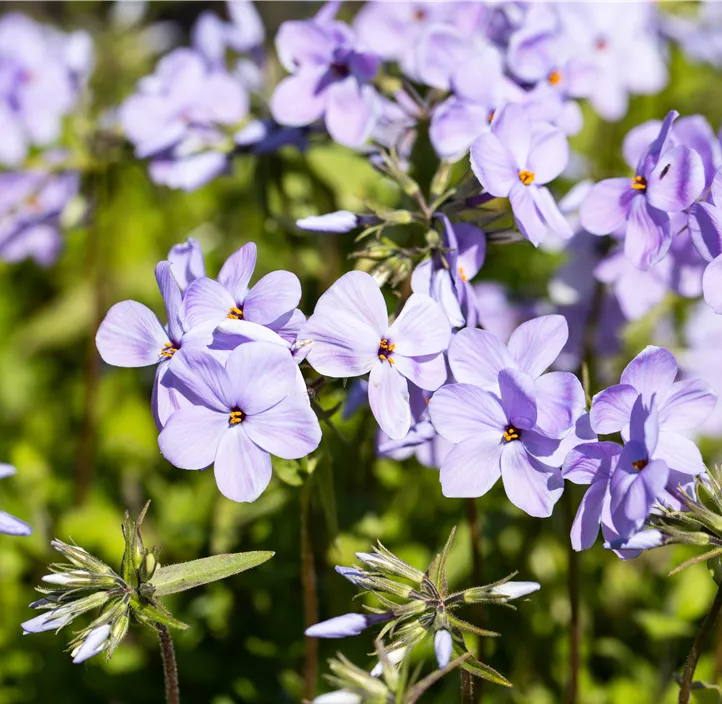 Wander-Phlox 'Blue Ridge'