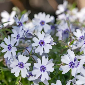 Phlox subulata Bavaria