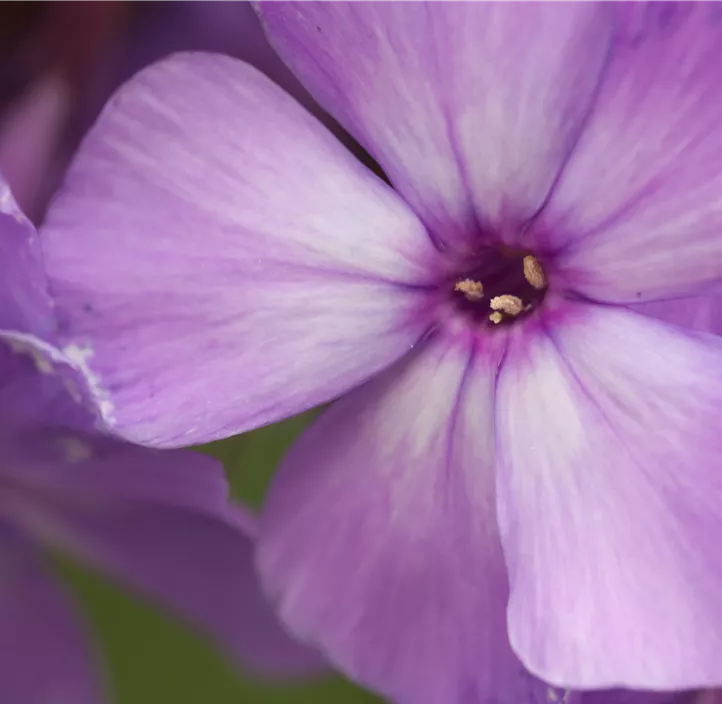 Hohe Garten-Flammenblume 'Blue Paradise'