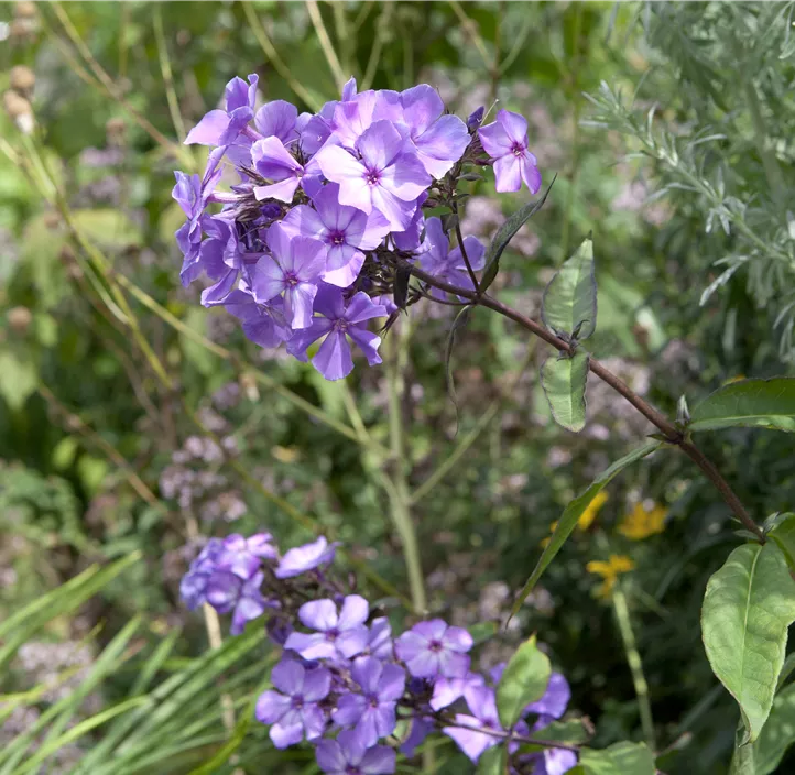 Hohe Garten-Flammenblume 'Blue Paradise'