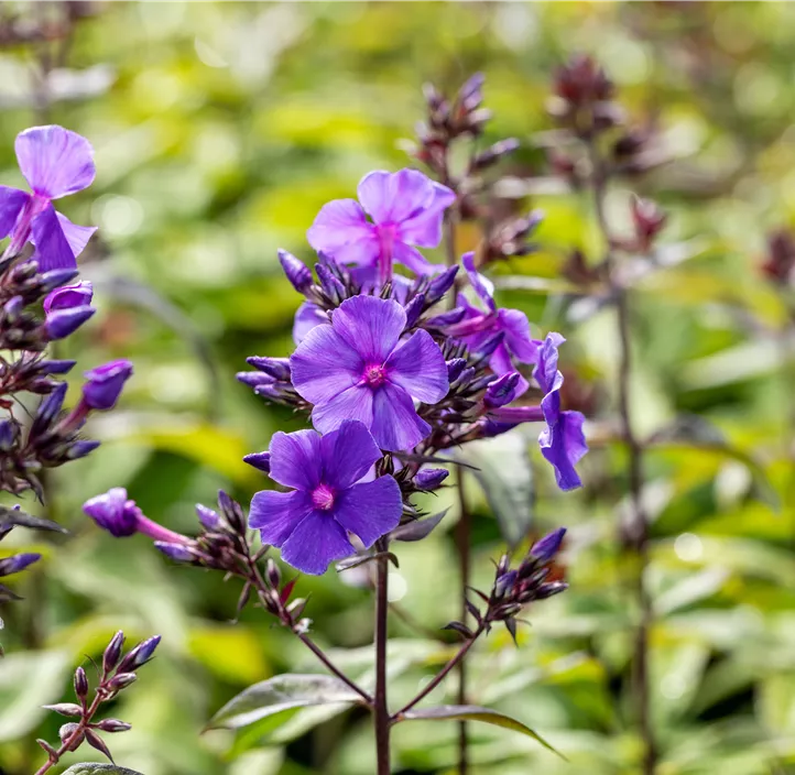 Hohe Garten-Flammenblume 'Blue Paradise'
