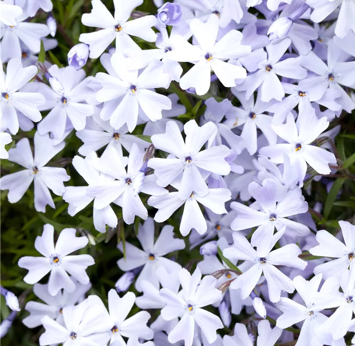 Garten-Teppich-Flammenblume 'Emerald Cushion Blue'