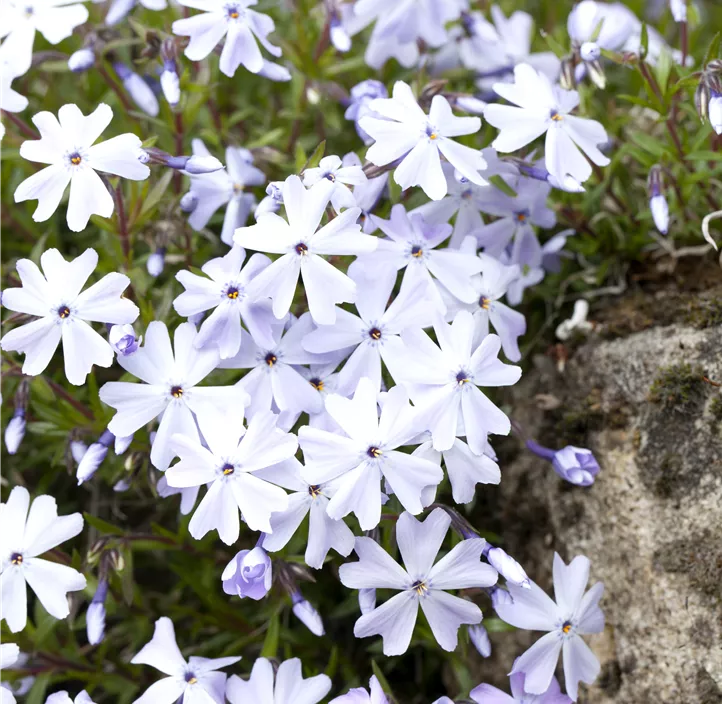 Garten-Teppich-Flammenblume 'Emerald Cushion Blue'