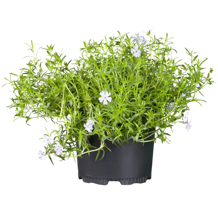 Garten-Teppich-Flammenblume 'Emerald Cushion Blue'