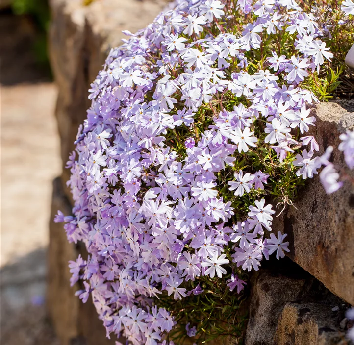 Garten-Teppich-Flammenblume 'Emerald Cushion Blue'