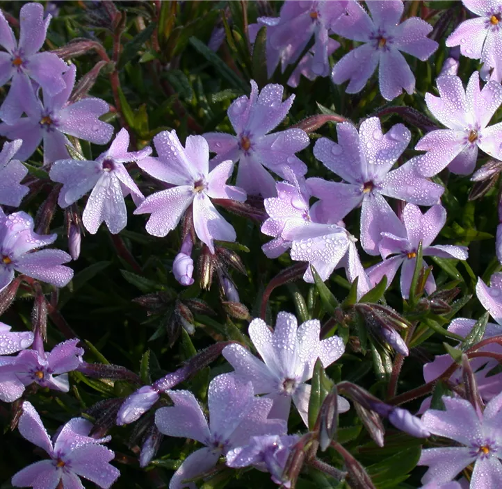 Garten-Teppich-Flammenblume 'Emerald Cushion Blue'