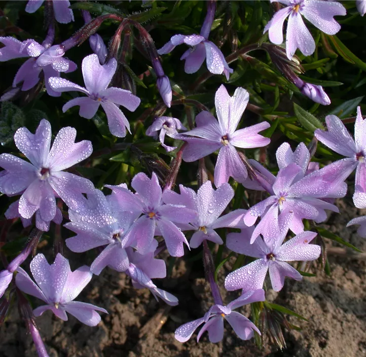 Garten-Teppich-Flammenblume 'Emerald Cushion Blue'