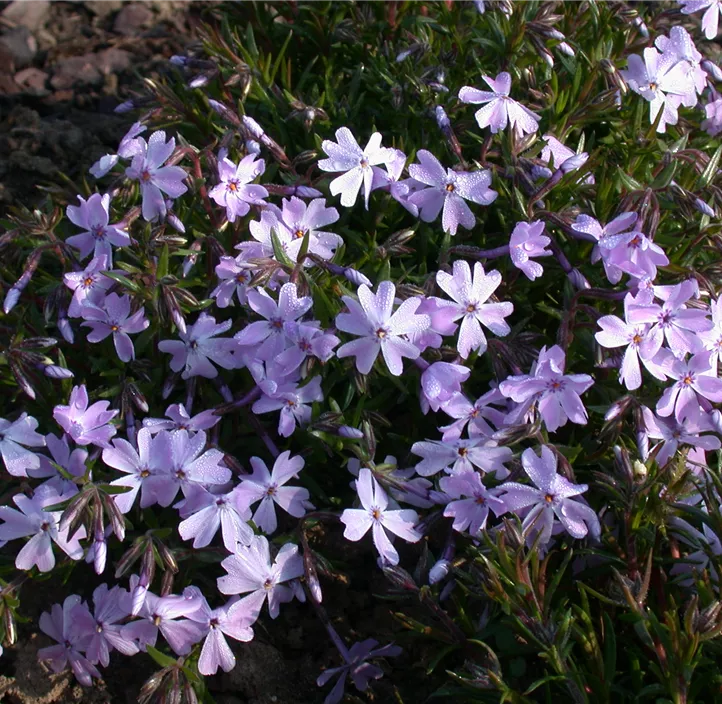 Garten-Teppich-Flammenblume 'Emerald Cushion Blue'