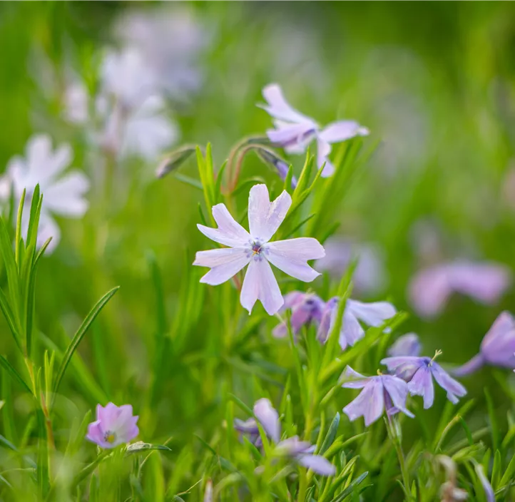 Garten-Teppich-Flammenblume 'Emerald Cushion Blue'