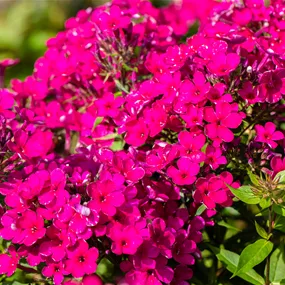 Phlox paniculata Early Cerise
