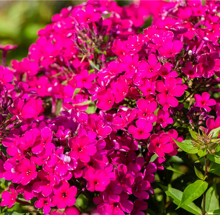 Hohe Garten-Flammenblume 'Early Cerise'