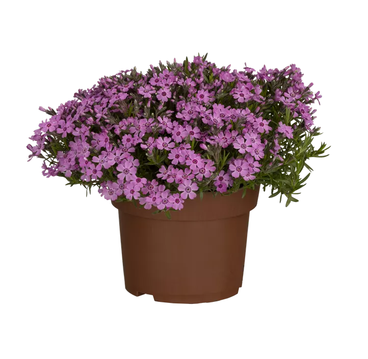 Garten-Teppich-Flammenblume 'Zwergenteppich'