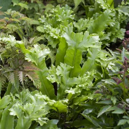 Phyllitis scolopendrium