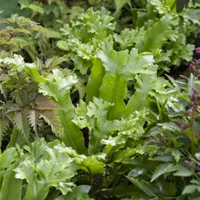 Asplenium gemischt