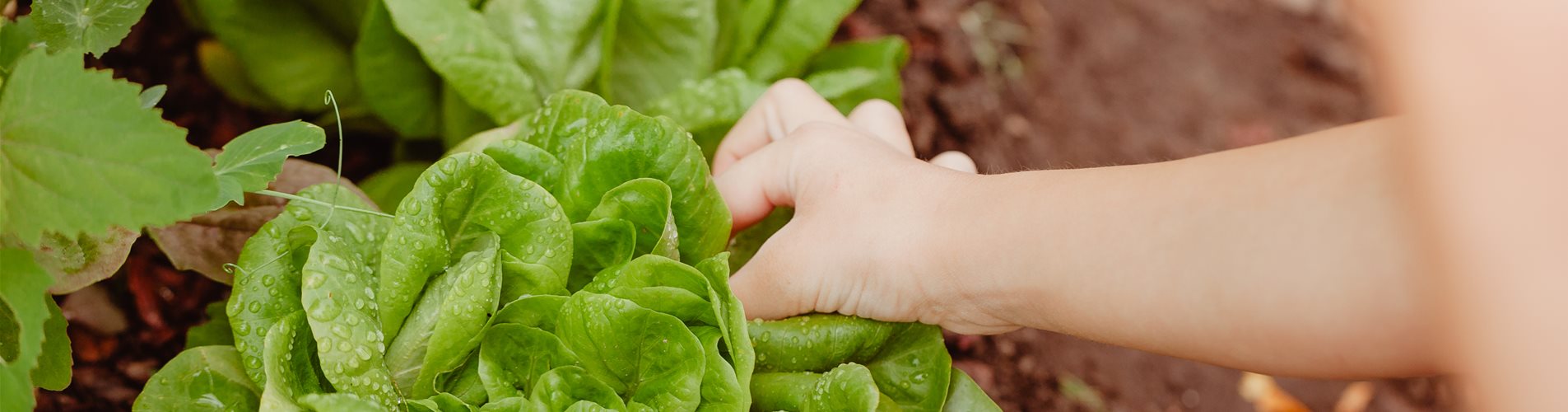 Mädchen pflückt Salat Mädchen pflückt Salat