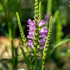 Physostegia virginiana Vivid
