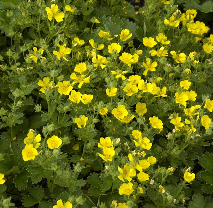 Großblütiges Fingerkraut