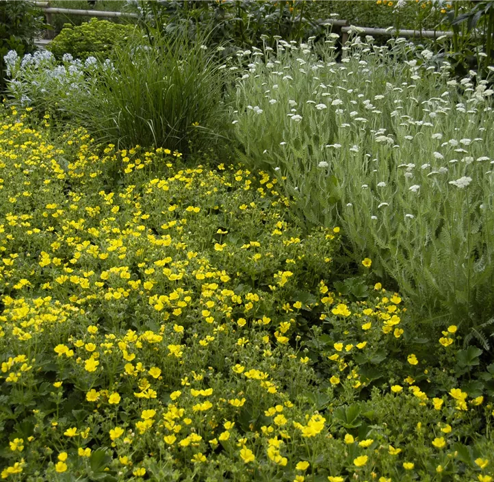 Großblütiges Fingerkraut