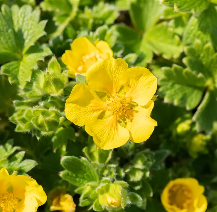 Großblütiges Fingerkraut