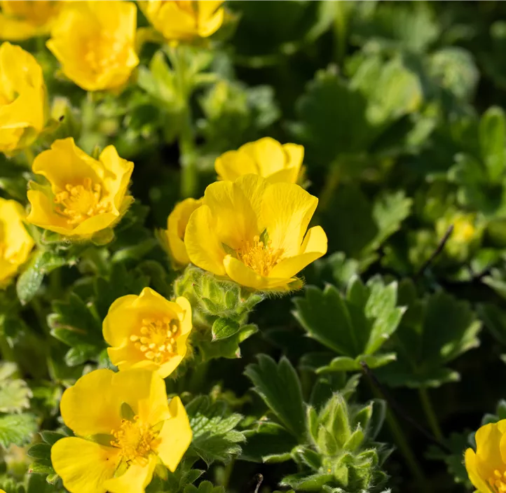 Großblütiges Fingerkraut