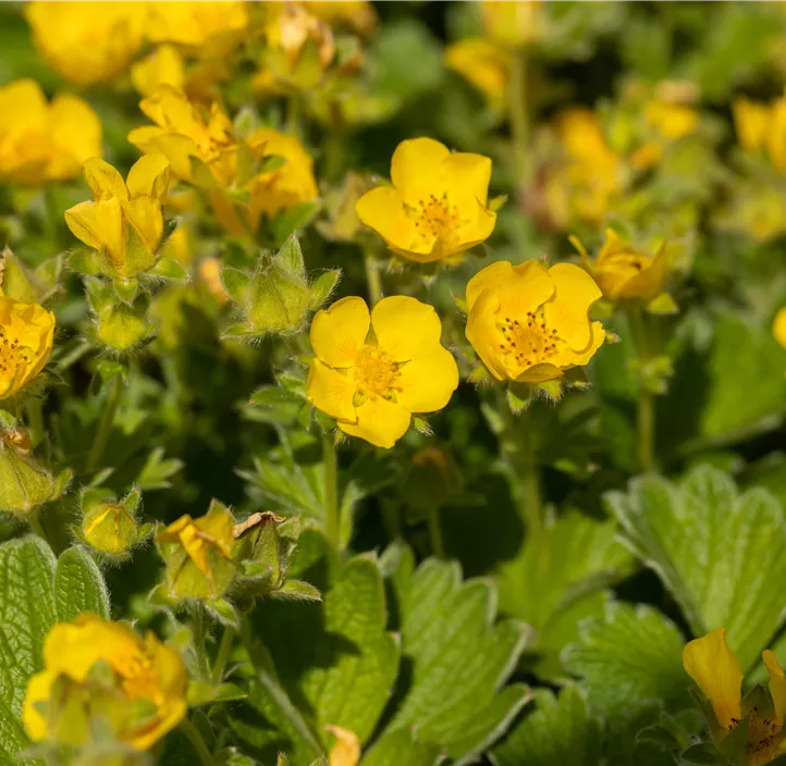 Großblütiges Fingerkraut