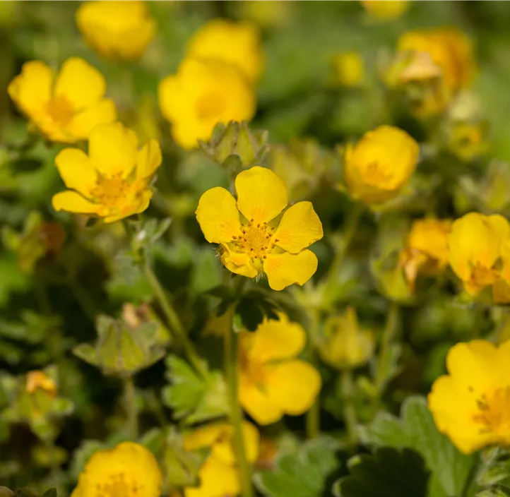 Großblütiges Fingerkraut