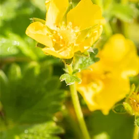 Potentilla megalantha