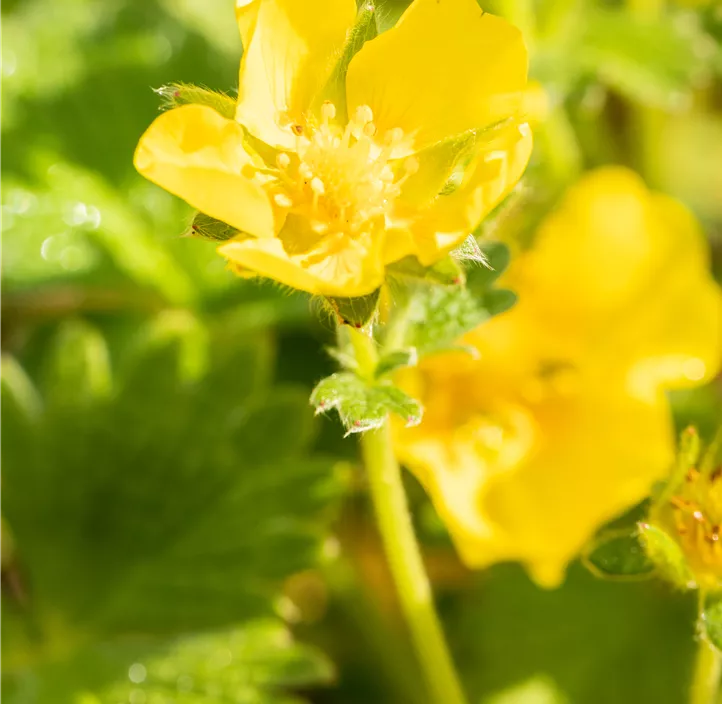 Großblütiges Fingerkraut