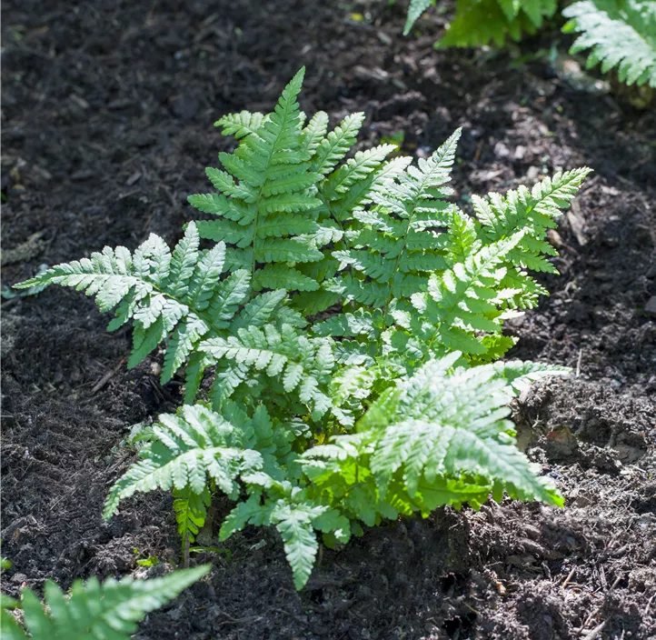 Gemeiner Tüpfelfarn