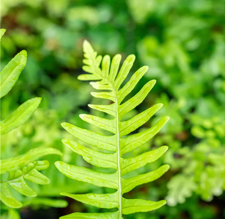 Gemeiner Tüpfelfarn