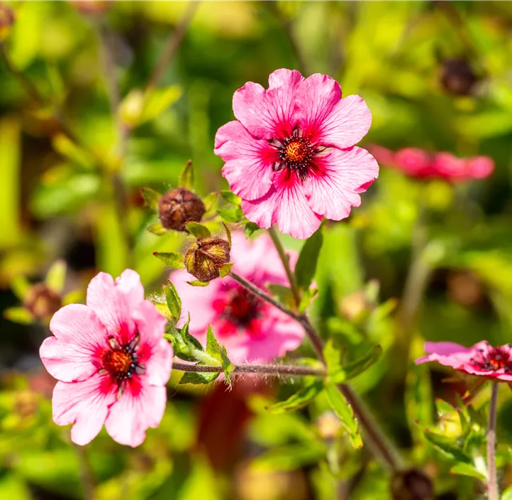 Garten-Fingerkraut 'Miss Willmott'