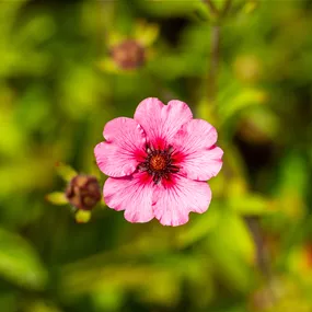 Potentilla nepalensis Miss Willmott
