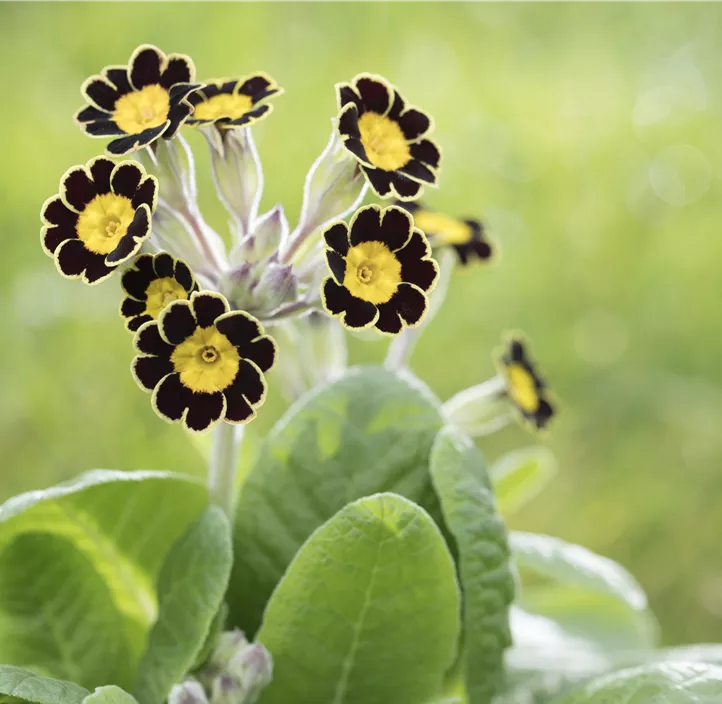 Rosenprimel 'Grandiflora'