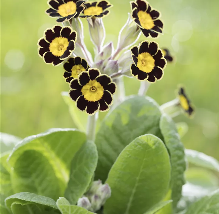 Rosenprimel 'Grandiflora'