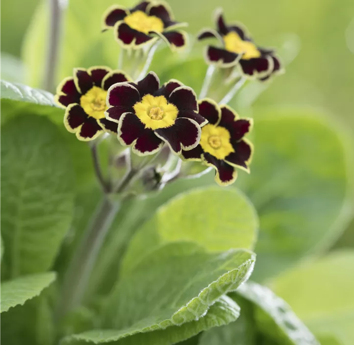 Rosenprimel 'Grandiflora'
