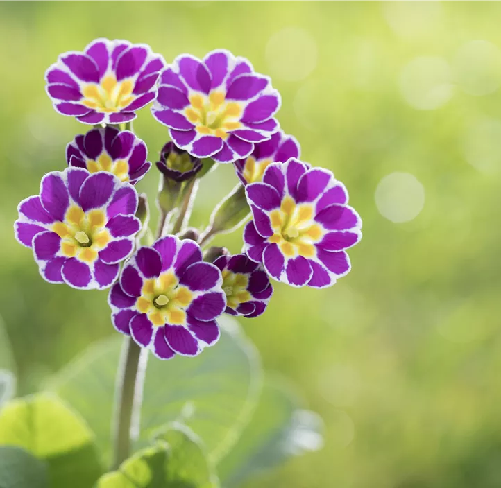 Rosenprimel 'Grandiflora'
