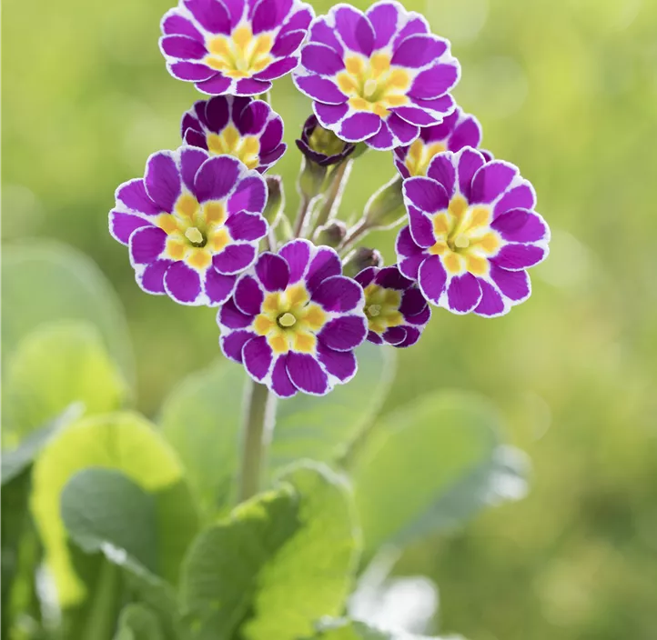 Rosenprimel 'Grandiflora'