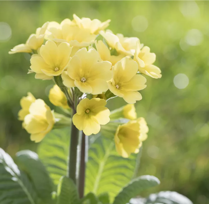 Rosenprimel 'Grandiflora'
