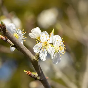Prunus spinosa
