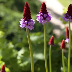 Primula vialii